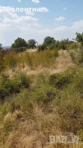 Продава се дворно място 1 800 дка в с. Оряховица, снимка 5 - Парцели - 46948340