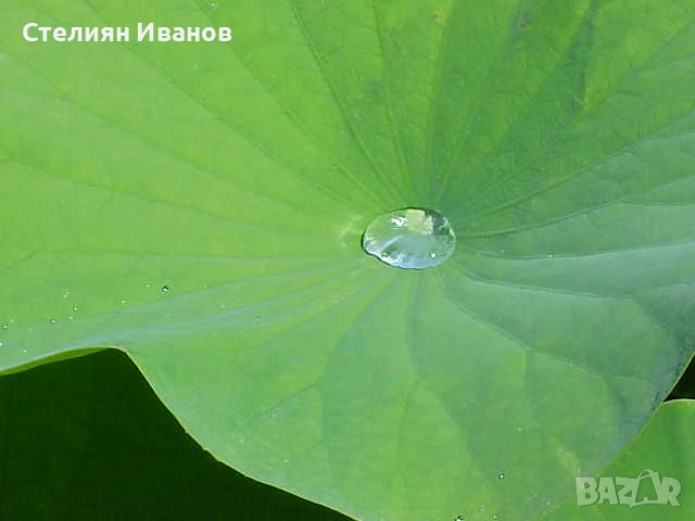 Индийски лотос, свещен лотос (Nelumbo nucifera), снимка 6 - Градински цветя и растения - 51636216