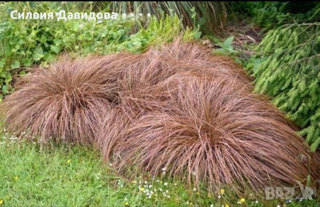 Карекс кафяв