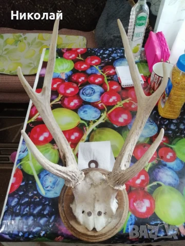 Еленови рога 