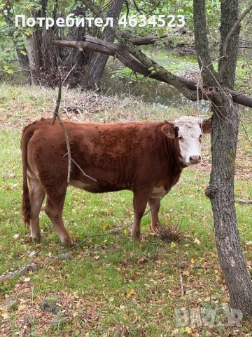 Продават се бременни, снимка 1