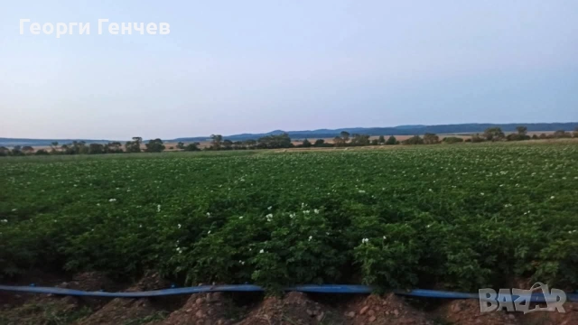 Продавам Картофи, сорт Сорая, снимка 5 - Други - 53213639