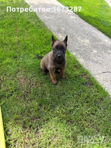 Белгйиска овчарка малинова, снимка 7 - Белгийска овчарка - 51650424