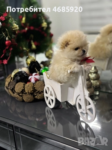 Pomeran, снимка 4 - Померан - 52828189