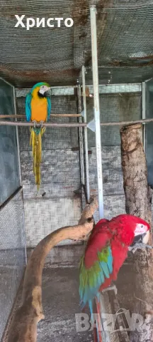 Продавам чифт ари, снимка 1