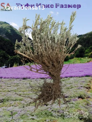 Лавандула-туфи,разсад,саксии…, снимка 2 - Други - 35959231