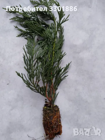 Лейланди, Cupressocyparis leylandii, в мултипалети. 20-30cm., снимка 4 - Разсади - 48092695
