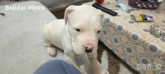 Дого Аржентино, снимка 8 - Дого аржентино - 53045596