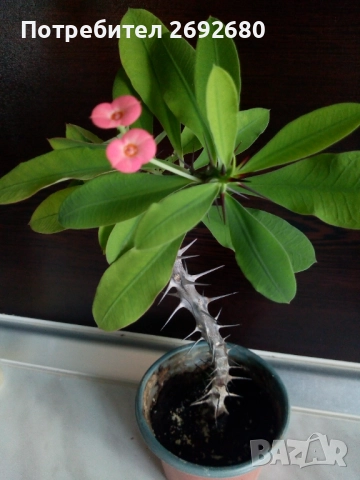 Христов венец/Исусов венец/цени в описанието 