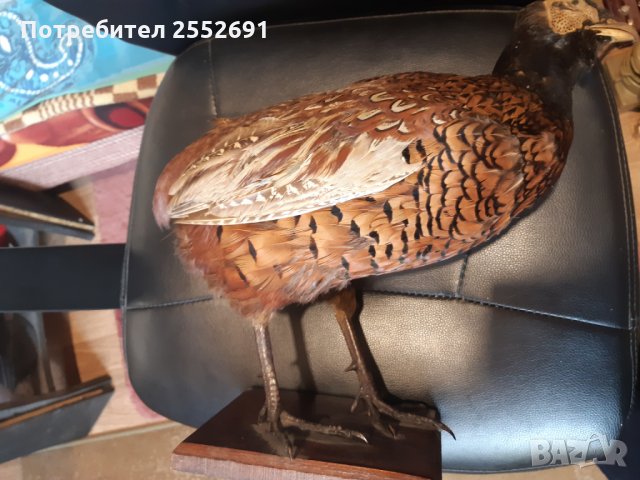 Препариран фазан, снимка 1 - Декорация за дома - 27785449