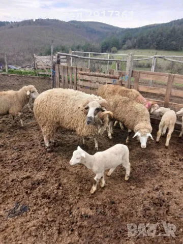 Овце, снимка 1
