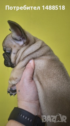 френски булдог, снимка 5 - Френски булдог - 53132134