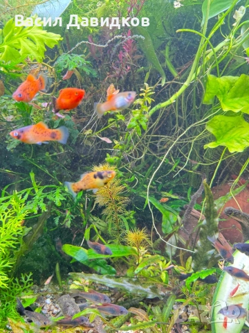 Рибки за аквариум живородни , снимка 16 - Рибки - 51151476