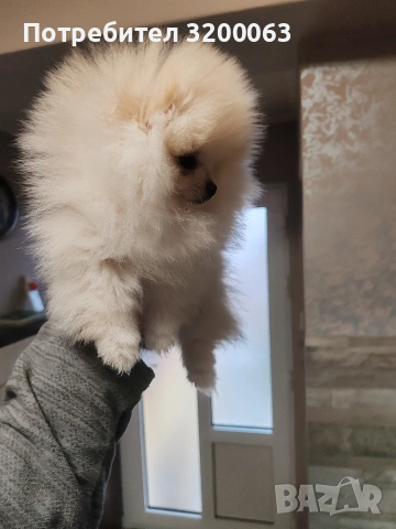 Померан мини женско , снимка 3 - Померан - 53378760