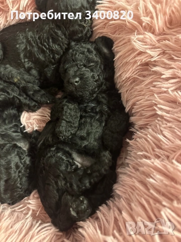 Той пуделчета, снимка 6 - Други - 53181851