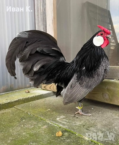 Продавам син Розкомби. , снимка 12 - Кокошки и пуйки - 53252380