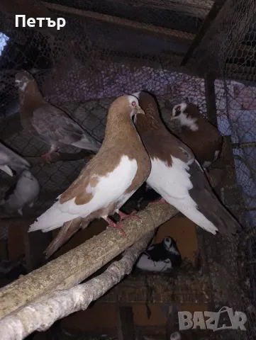 Гълаби, снимка 2 - Гълъби - 50287999