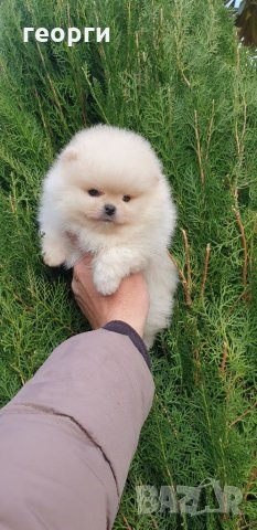 Померан померанче