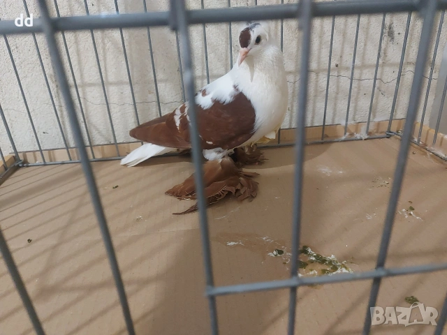 саксонски чайки , снимка 2 - Гълъби - 53249409