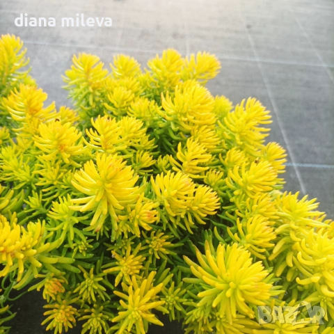 Седум  Анджелина, Sedum rupestre Angelina, снимка 7 - Градински цветя и растения - 52162046