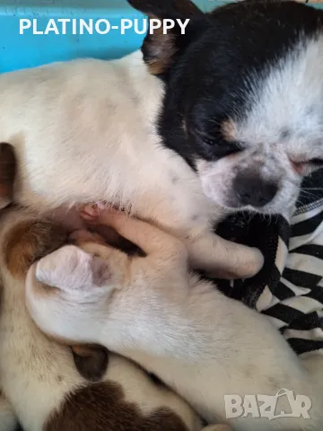 ЧИХУАХУА БЕБЕТА, снимка 7 - Чихуахуа - 49821847