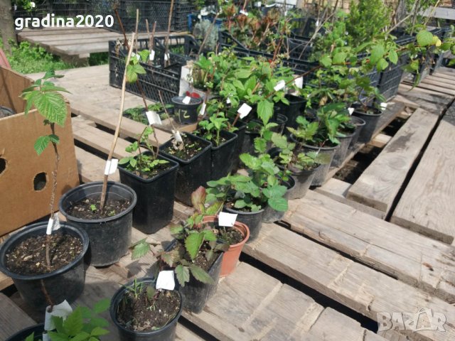 Каскадна ремонтантна къпина - Бляк каскаде, снимка 3 - Разсади - 43518415