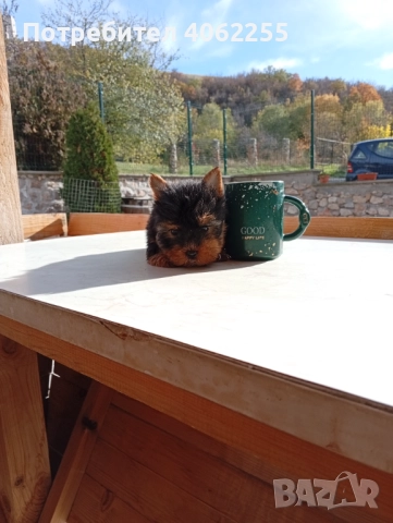 Мини йоркширски териер 