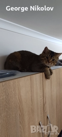  Британец златна чинчила  за разплод , снимка 4 - Британска късокосместа - 52175425