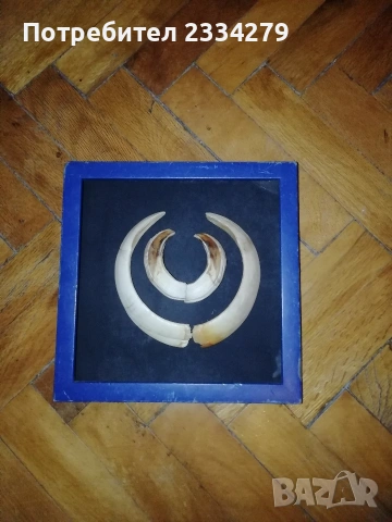 Рога от саръндаци и зъби от диво прасе, 70-80те години, снимка 15 - Колекции - 52583206