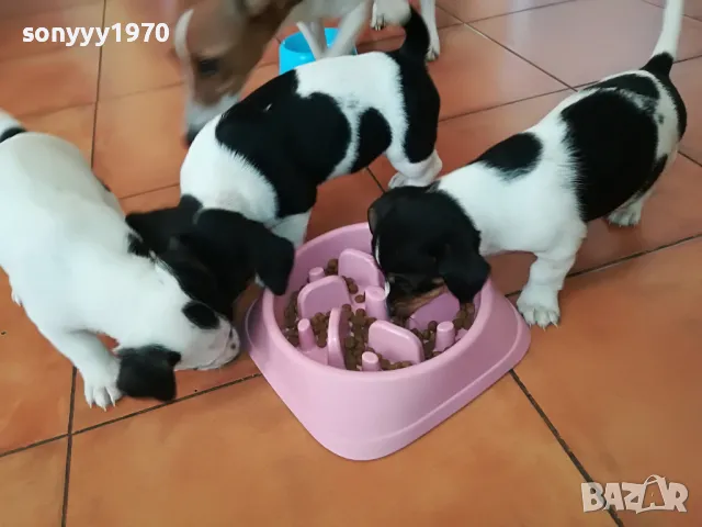 ДЖАК РЪСЕЛ БЕБЕТА НА ДВА МЕСЕЦА 1402251008