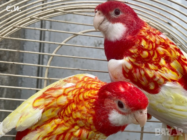 Деойка розели рубино 