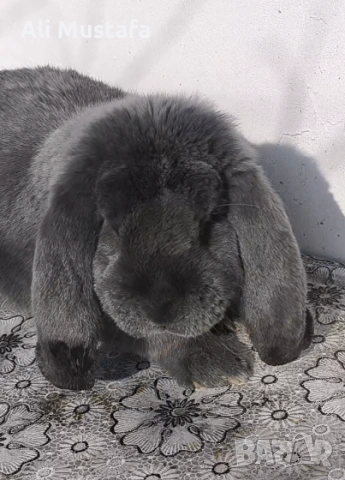 МЪЖКИ кочовати зайци 