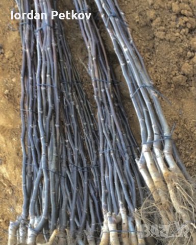 Орех чандлър, снимка 6 - Разсади - 32170528