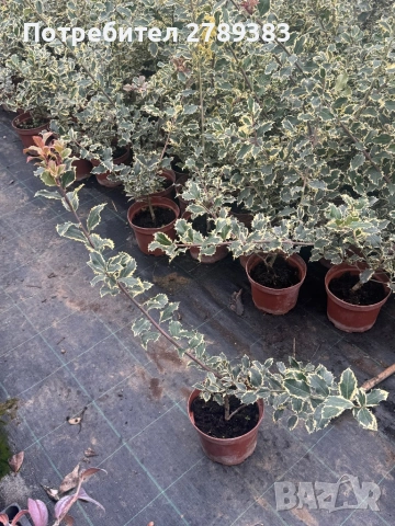 Пъстролистен илекс, снимка 4 - Градински цветя и растения - 53444026