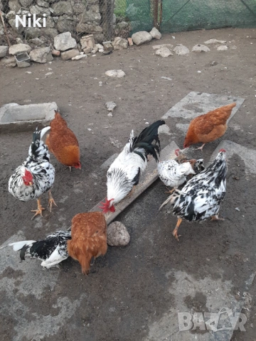 Продавам млади домашни кокошки и петли , снимка 4 - Кокошки и пуйки - 53255211