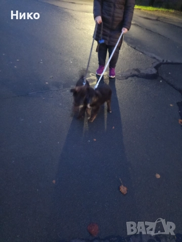 Черни немски овчарки , снимка 4 - Немска овчарка - 52702916