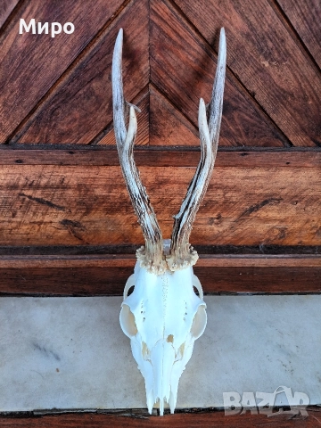 Трофей от сръндак.Рога., снимка 2 - Декорация за дома - 50266535