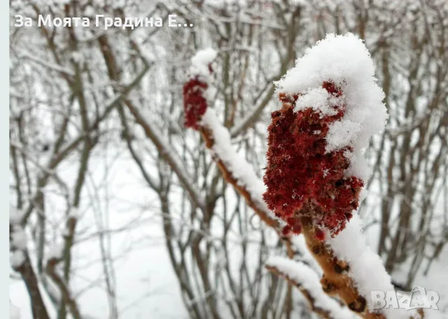 Рустифина дърво, снимка 8 - Градински цветя и растения - 49762500