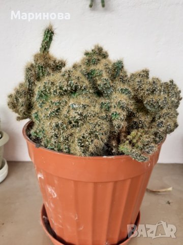 Кактус скаличка голяма, снимка 2 - Стайни растения - 37708044