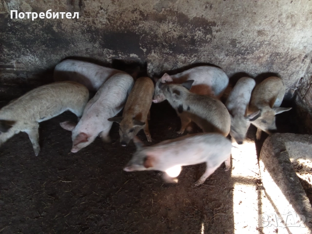 Прасенца отбити имунизирани 150лв, снимка 2 - Прасета - 52661915