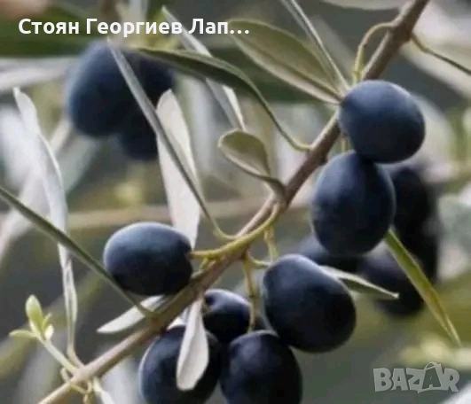 дръвчета маслина топиар , снимка 3 - Градински цветя и растения - 53207246