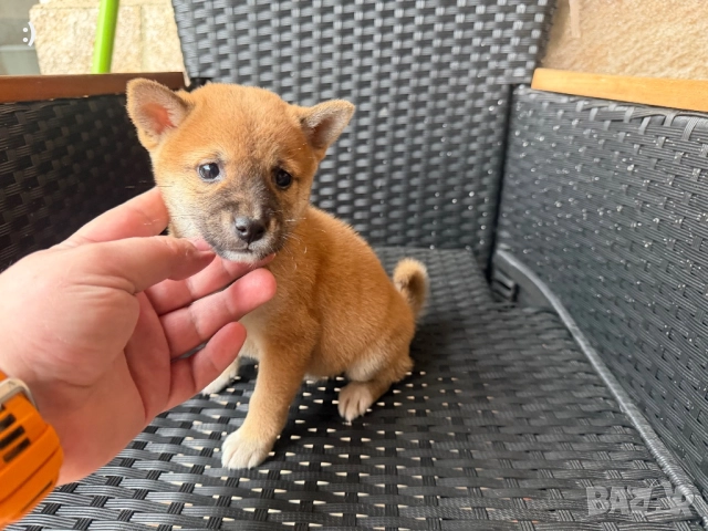 Шиба Ину Актуално от 5.12.2025, снимка 3 - Шиба ину - 52501875