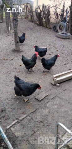 Кокошки и петел Австралорп, снимка 8 - Кокошки и пуйки - 53276015