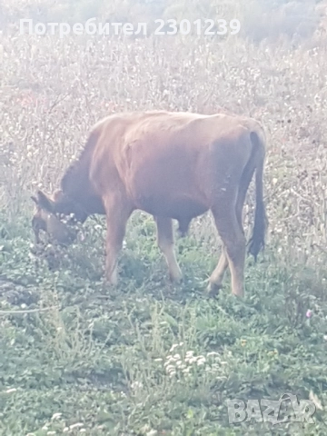 Мъжко теле чисто Жарсе, снимка 2 - Крави - 52079500