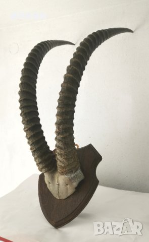 Уникален трофей  рога   антилопа Сейбъл. , снимка 4 - Други - 40656100