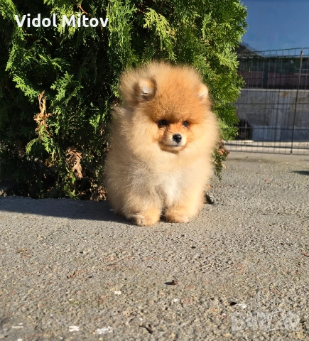 Мини Померан 