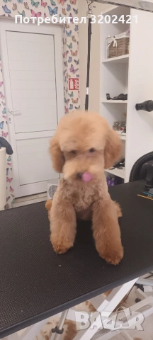 той пудел , снимка 2 - Пудели - 53188044