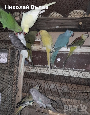 Малки александри , снимка 6 - Папагали - 51923458