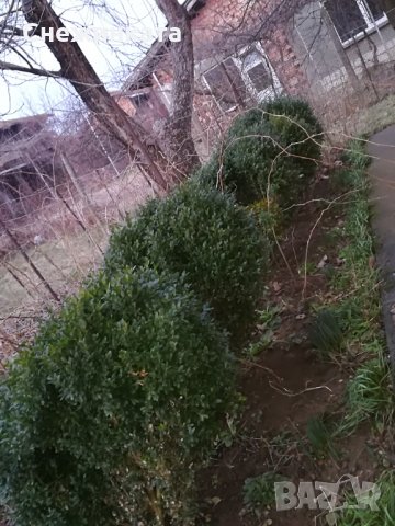 Красиви големи и пухкави чемшири 