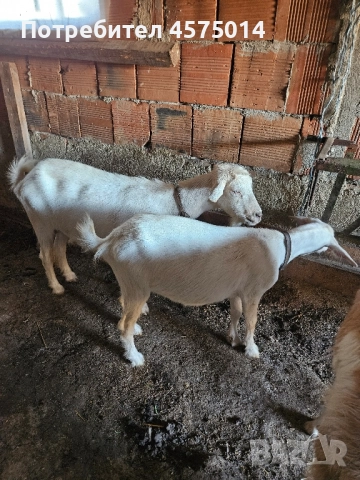 Продавам 2бр. кози, снимка 1